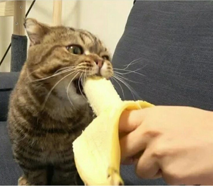 Hình meme mèo ăn chuối lầy lội