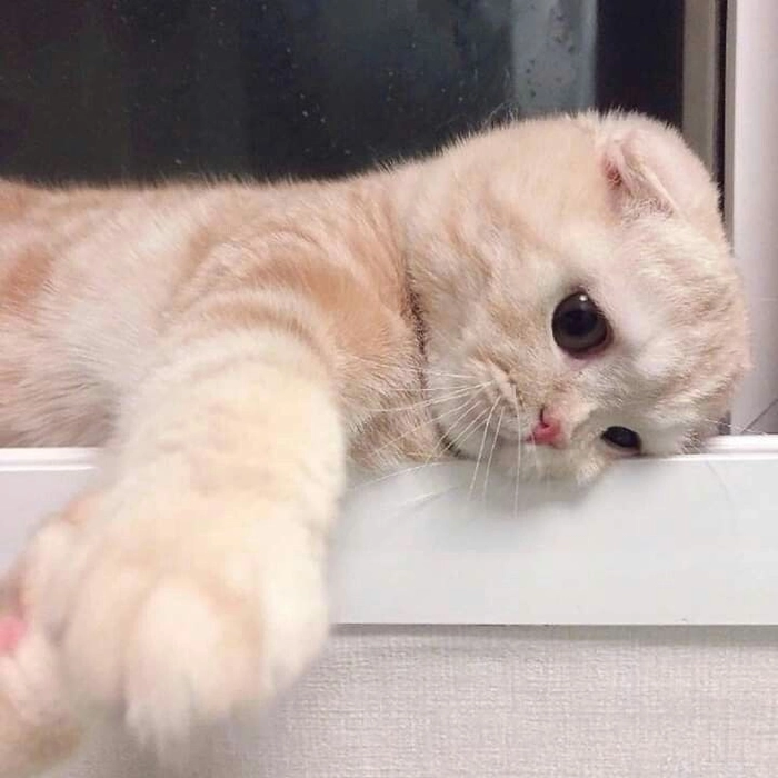 Hình meme mèo buồn cực chill