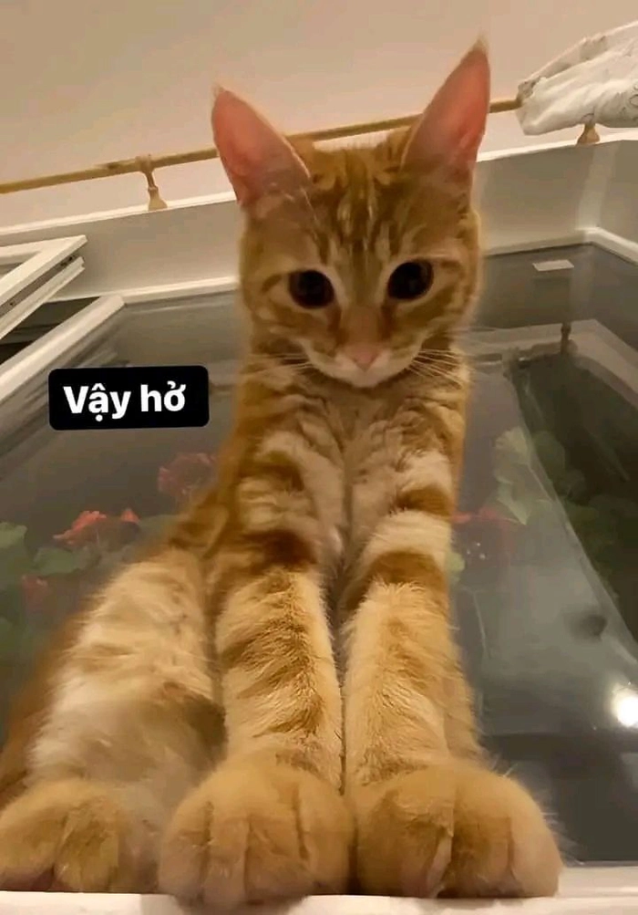 Hình meme mèo cute bá đạo