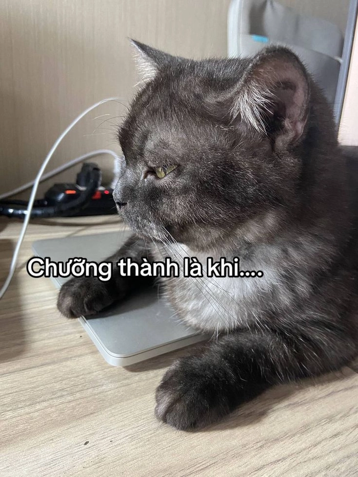 Hình meme mèo cute đáng yêu