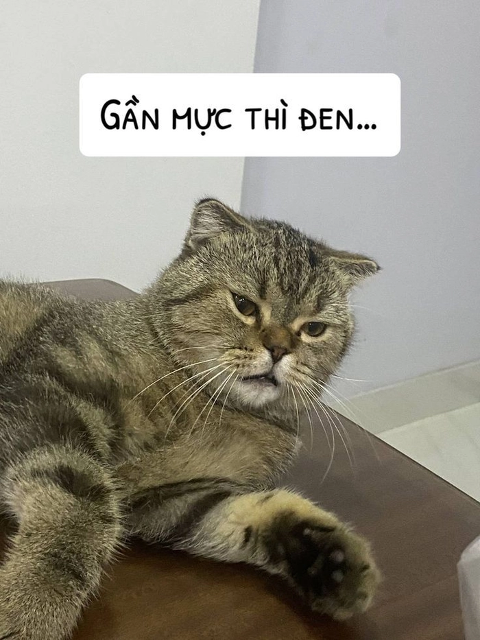 Hình meme mèo cute lầy lội