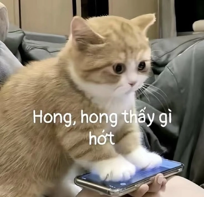 Hình meme mèo cute thân thiện