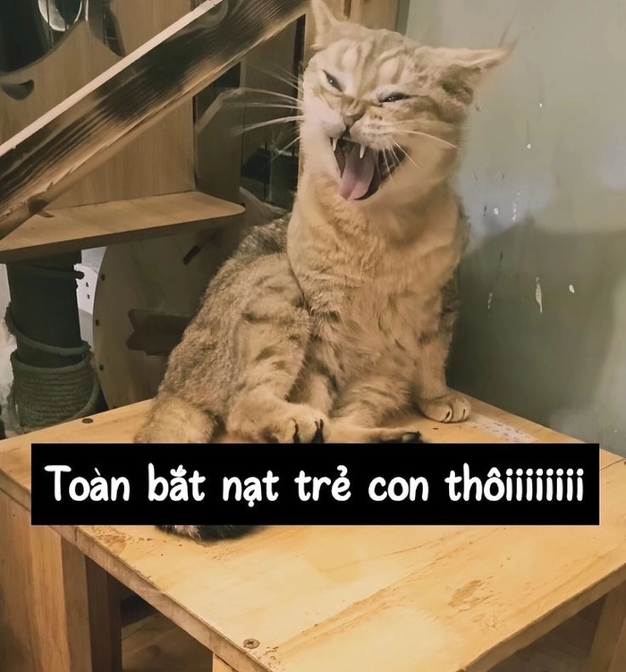 Hình meme mèo dỗi cực bựa