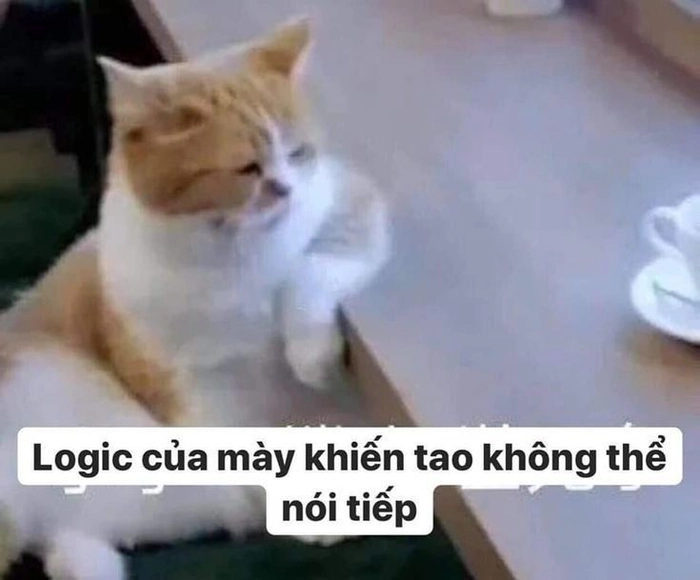 Hình meme mèo mệt mỏi cười xỉu