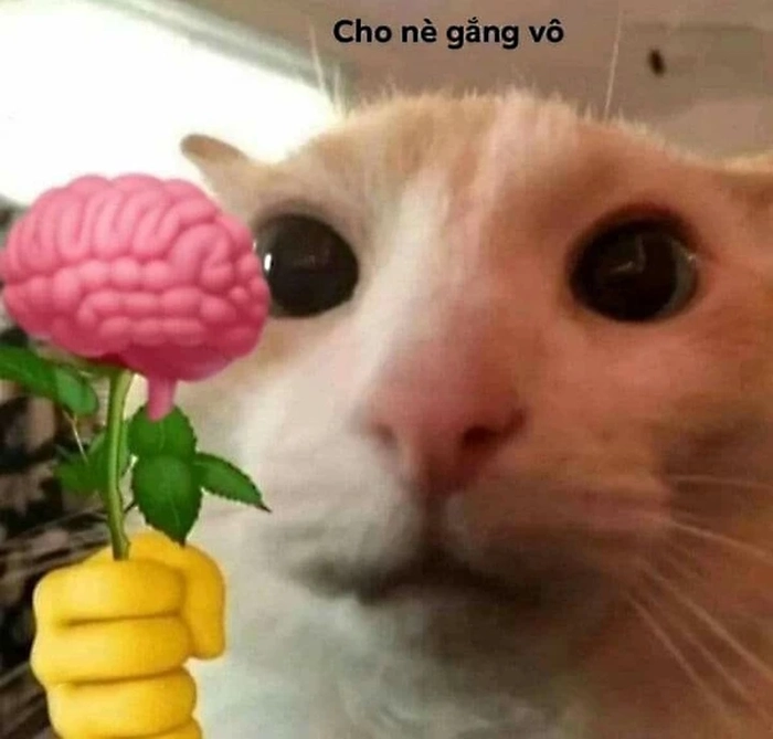 Hình meme mèo tặng hoa