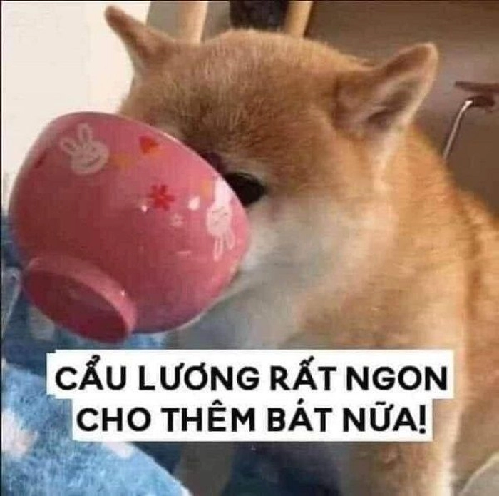Hình mèo cam meme biểu cảm mệt mỏi