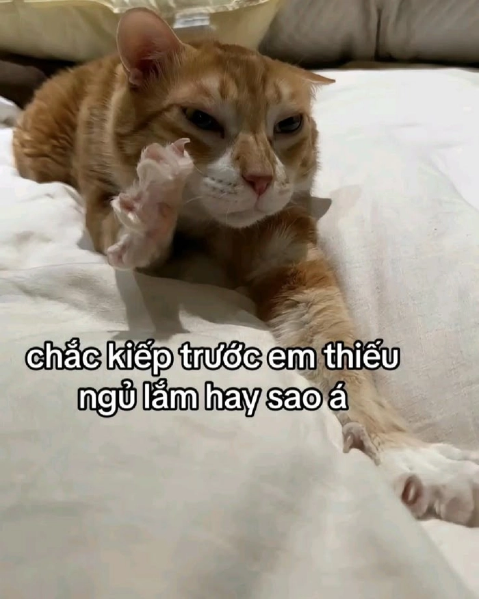 Hình mèo cam meme bựa