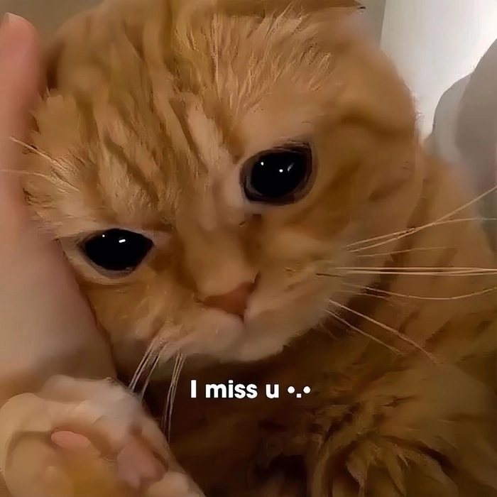 Hình mèo cam meme độc lạ