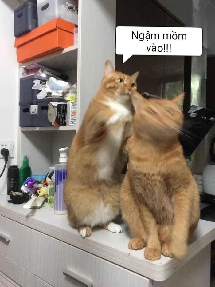 Hình mèo cam meme gắt