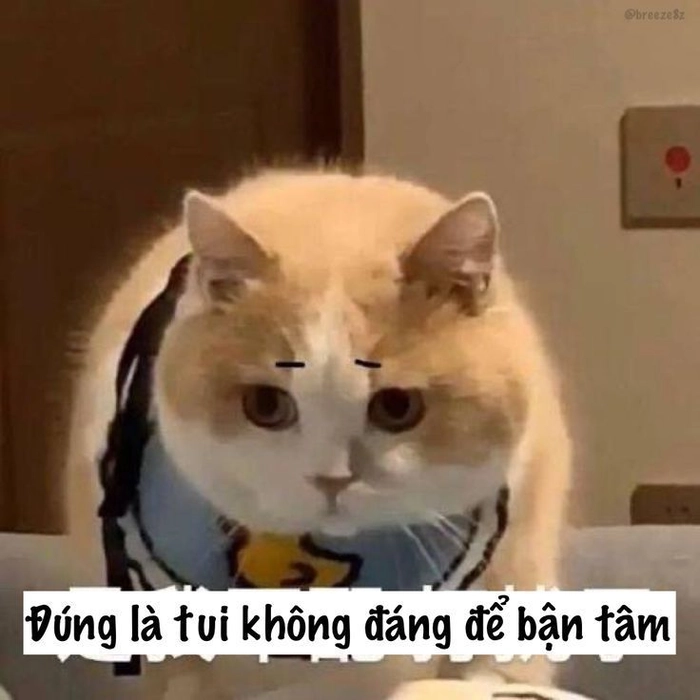 Hình mèo cam meme hài cực mạnh