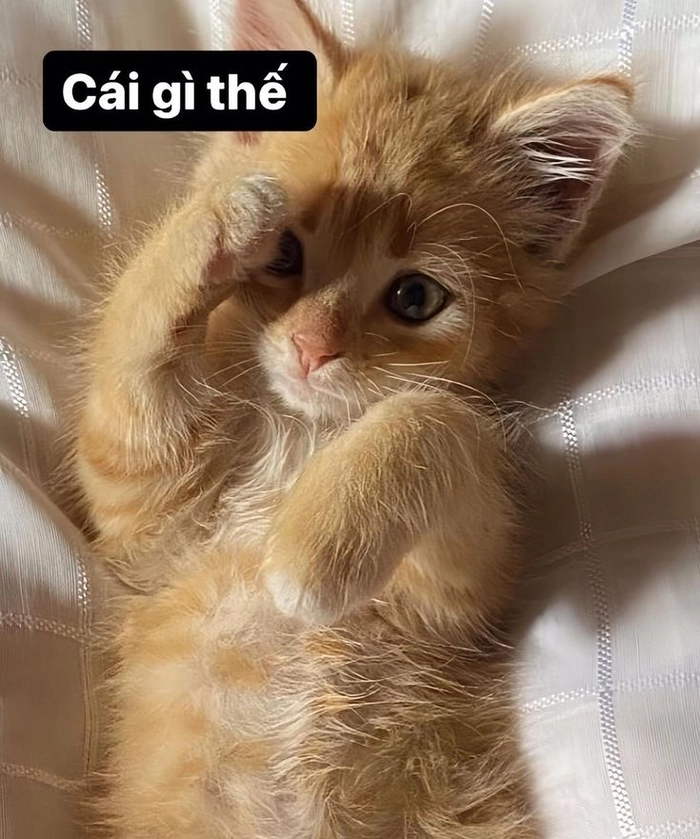 Hình mèo cam meme mặt troll
