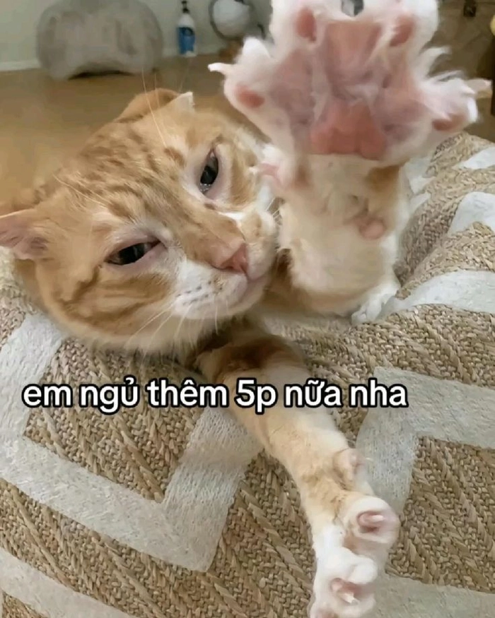 Hình mèo cam meme ngáp ngủ