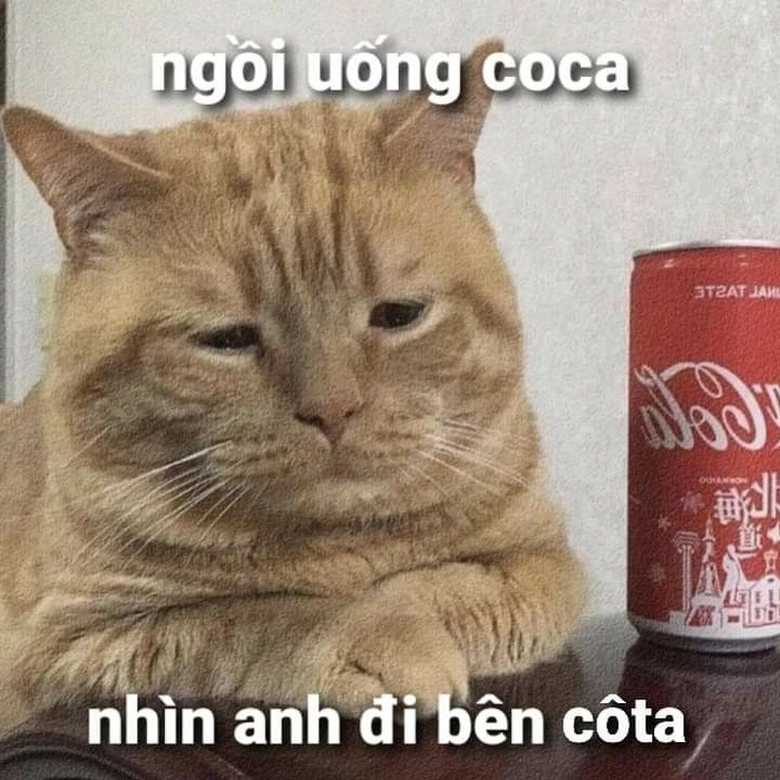 Hình mèo cam meme sắc thái khó đỡ