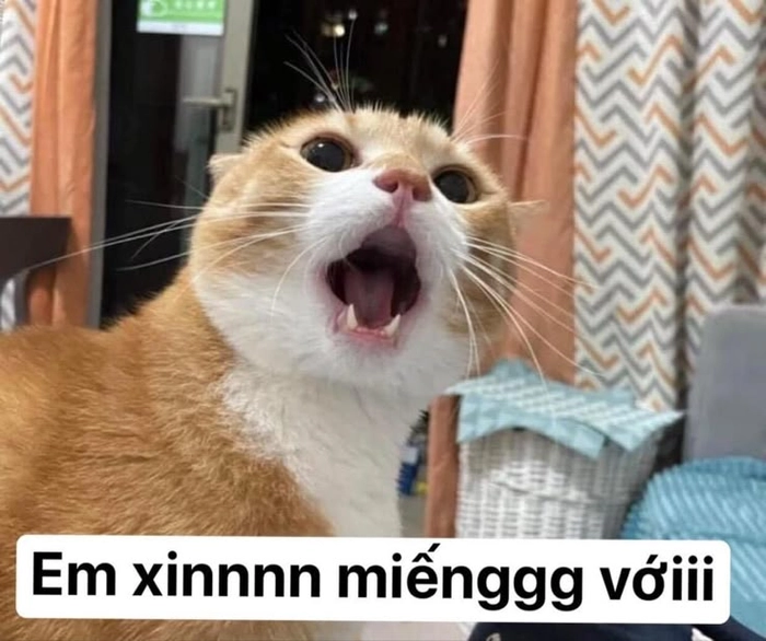 Hình mèo cam meme thần thái đỉnh cao
