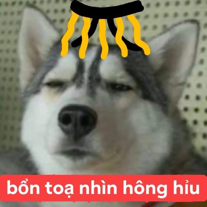 Husky ngáo meme cười