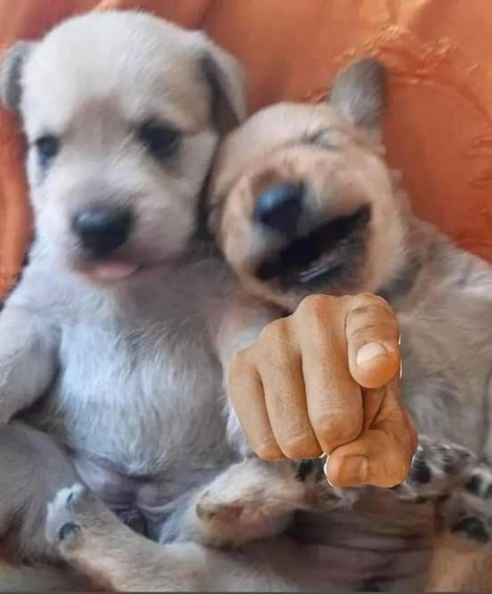 Meme 2 con chó chỉ tay