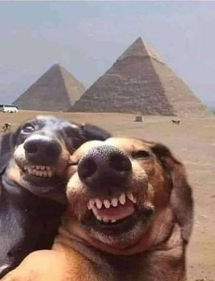 Meme 2 con chó chụp ảnh cùng nhau