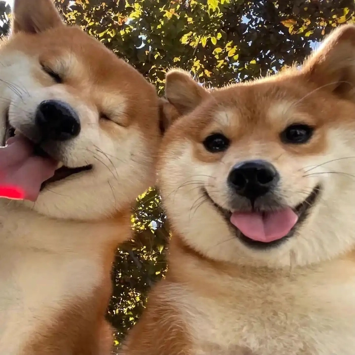 Meme 2 con chó cười dễ thương