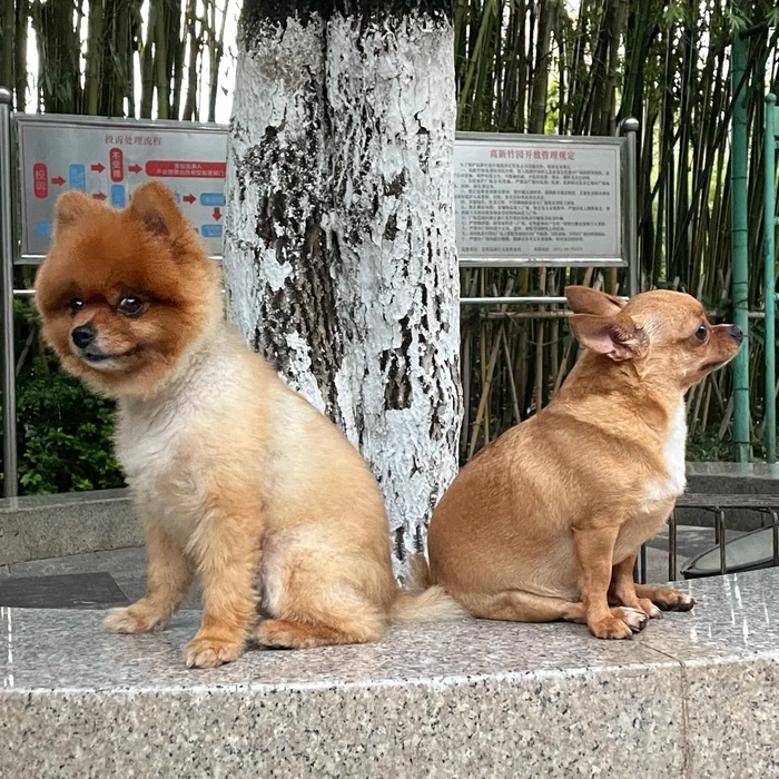 Meme 2 con chó giận dỗi