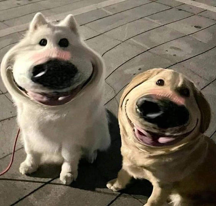 Meme 2 con chó hài viral