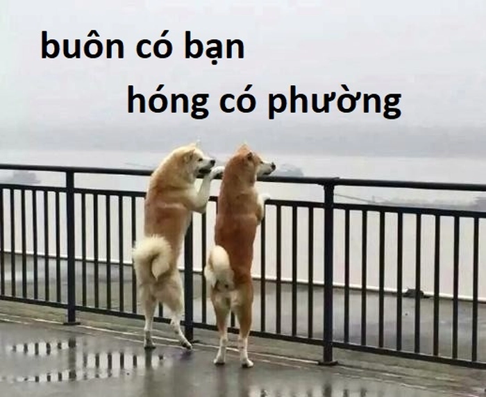 Meme 2 con chó hóng chuyện