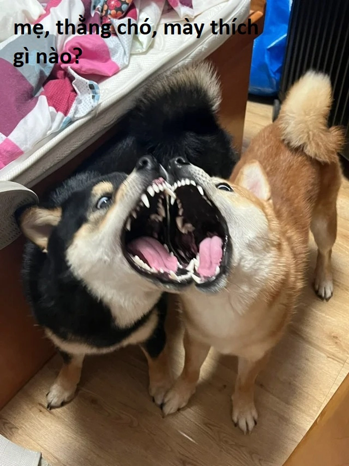 Meme 2 con chó sủa nhau hài hước