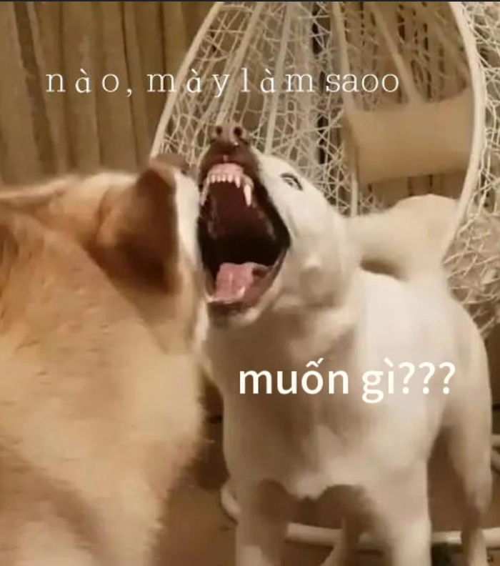 Meme 2 con chó tranh cãi