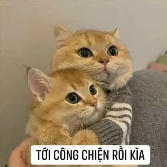 Meme 2 con mèo ôm nhau hài