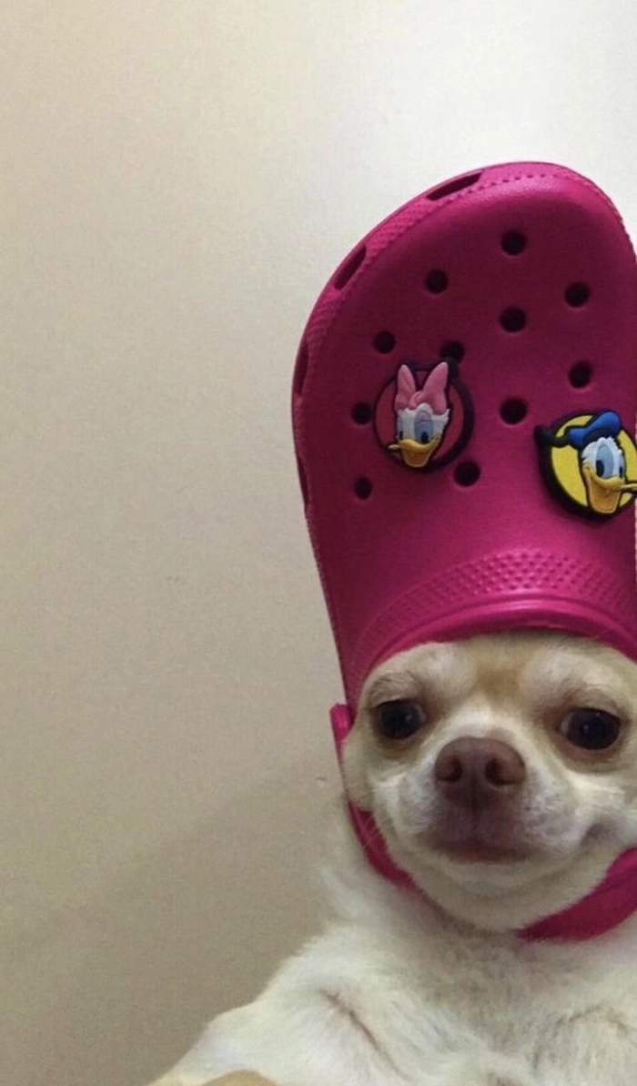 Meme Chihuahua cười mỉm