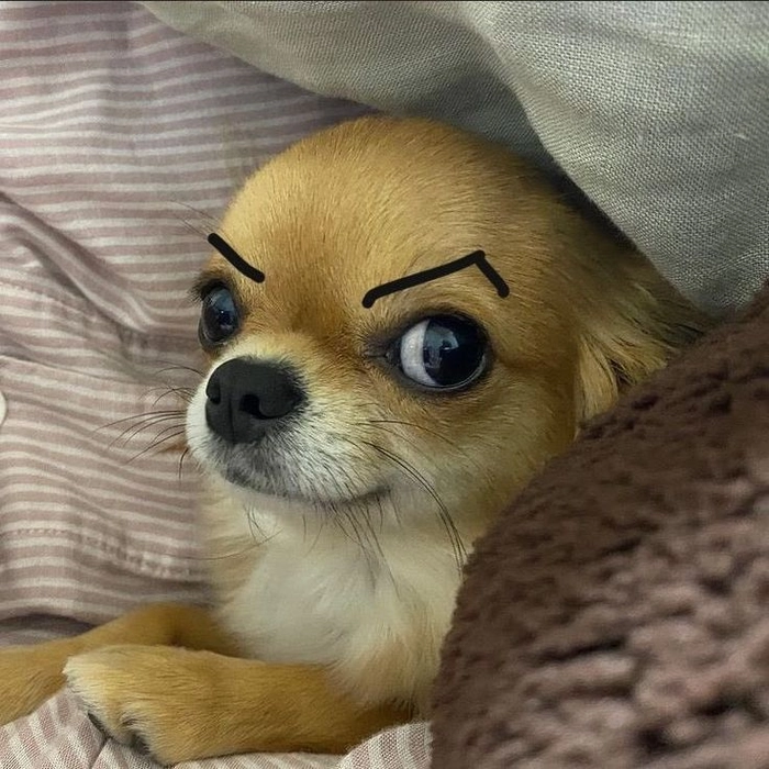 Meme Chihuahua cười nhếch mép