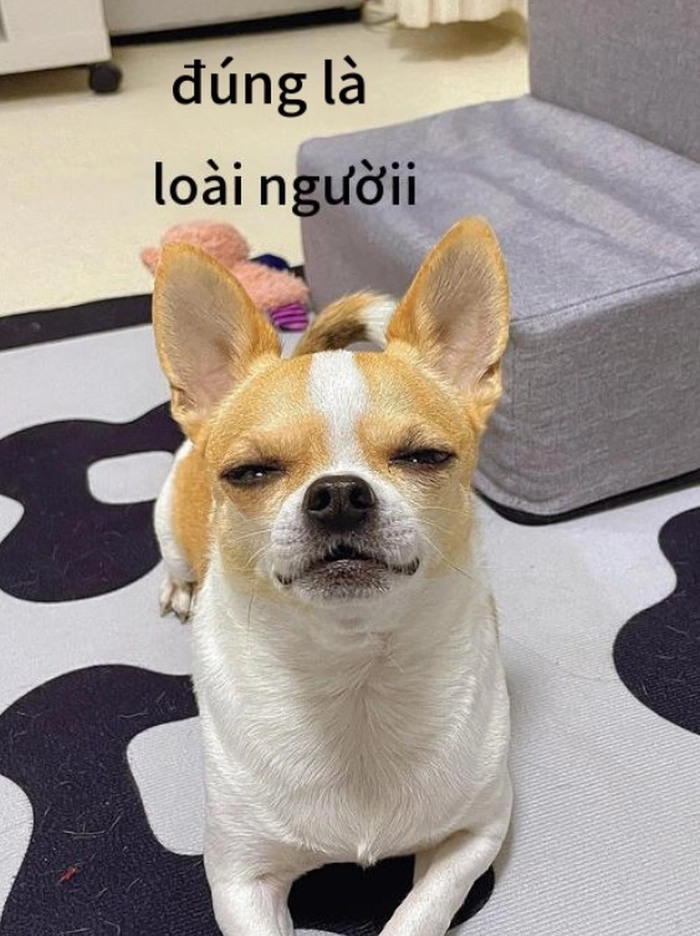 Meme Chihuahua lườm nguýt