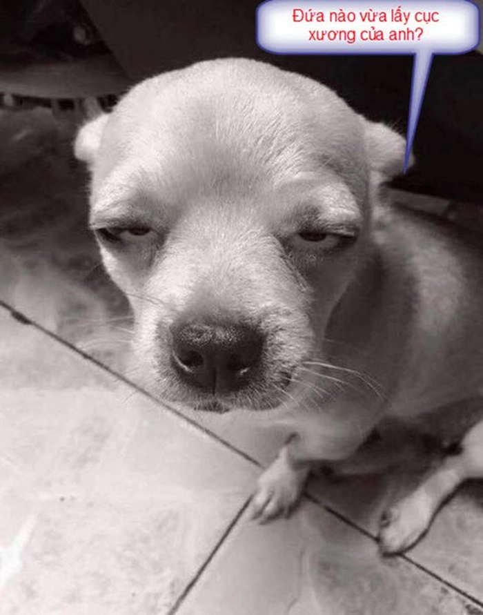 Meme Chihuahua ngáo ngơ