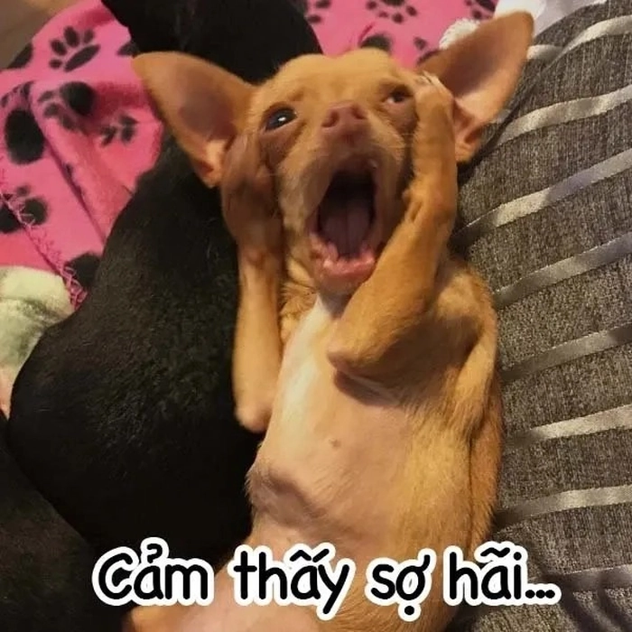 Meme Chihuahua phẫn nộ