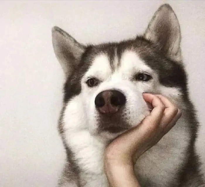 Meme Husky gào thét trong im lặng