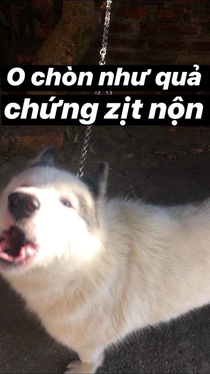 Meme Husky mặt dỗi