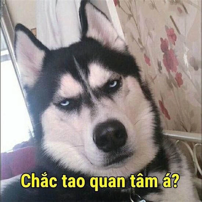 Meme Husky ngáo bá đạo