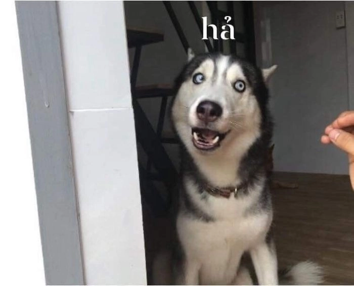 Meme Husky ngơ ngác
