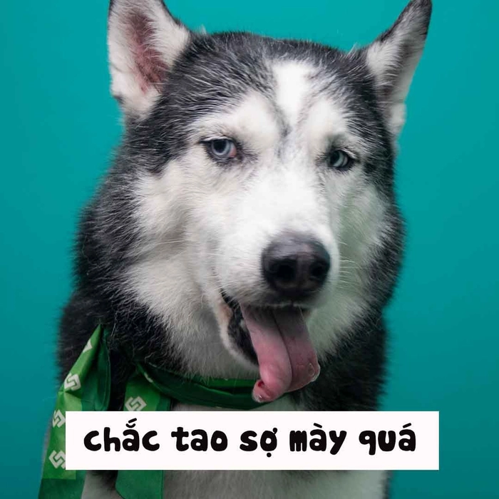 Meme Husky nhìn ngáo