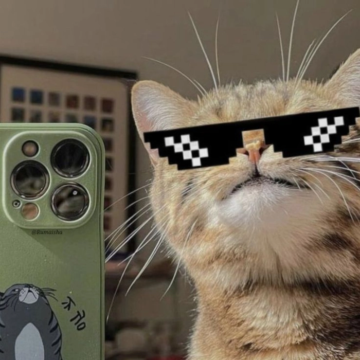 Meme ảnh mèo ngầu chất