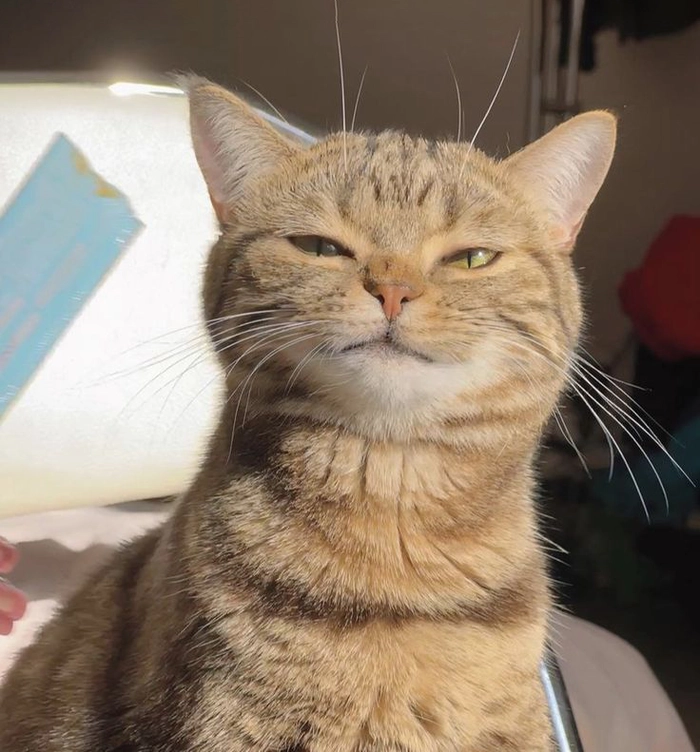 Meme ảnh mèo ngầu cười khẩy