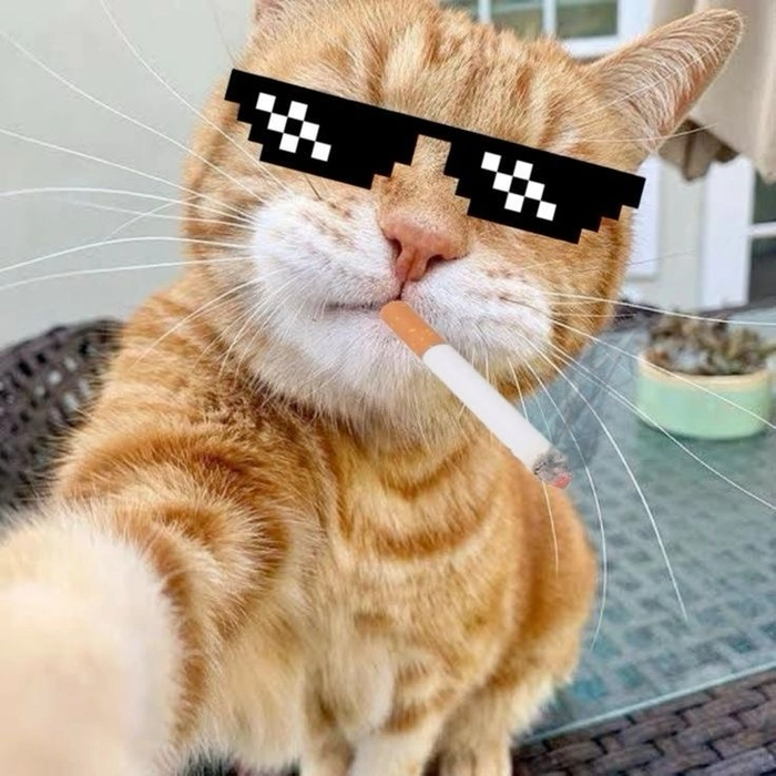 Meme ảnh mèo ngầu hài hước