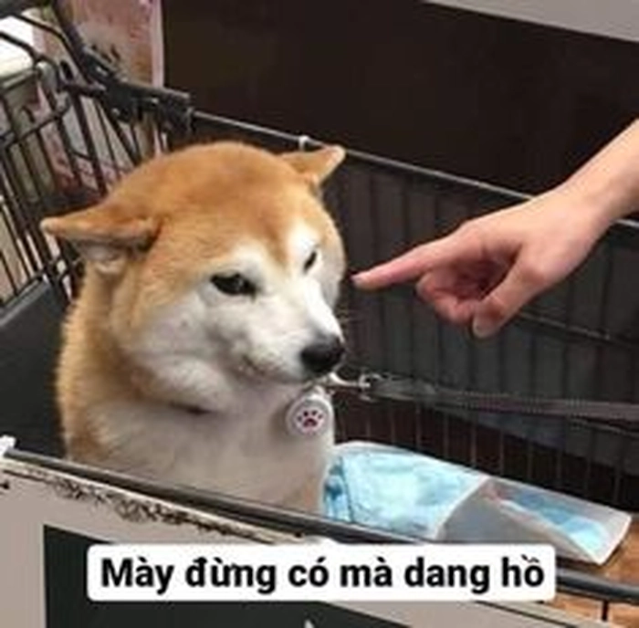 Meme bịt miệng chó hài hước