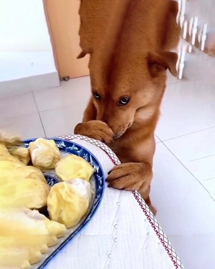 Meme bịt miệng chó không nhịn được cười