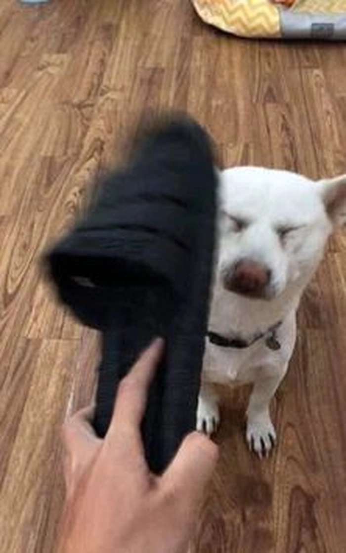 Meme bịt miệng chó tấu hài cực mạnh