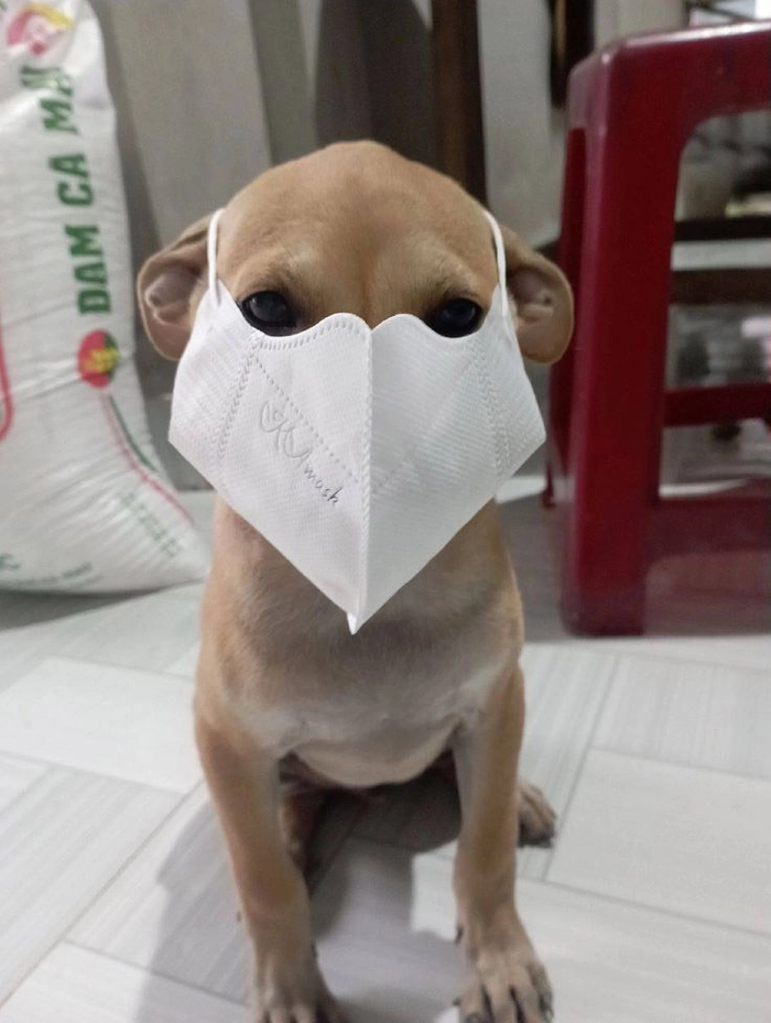 Meme bịt miệng con chó bá đạo