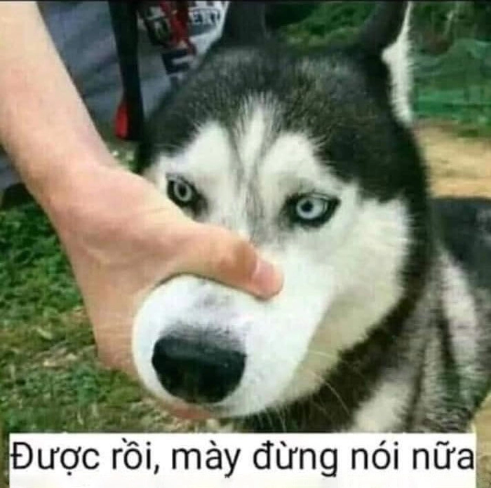 Meme bịt miệng con chó lầy lội