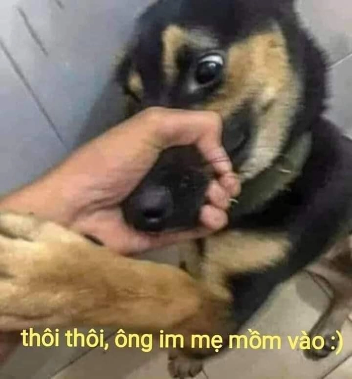 Meme bịt mõm chó hài khó đỡ