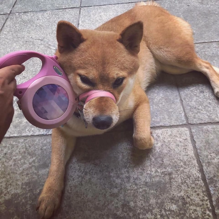Meme bịt mõm chó nhìn là cười
