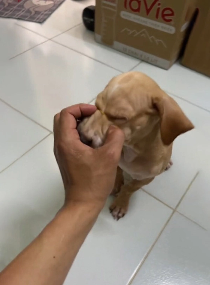 Meme bóp miệng chó chất chơi