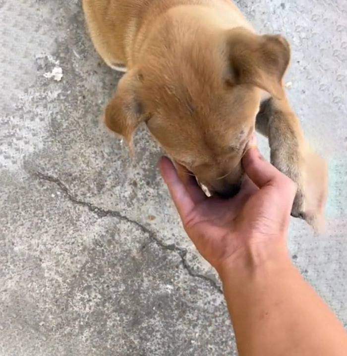 Meme bóp miệng chó khiến ai cũng cười